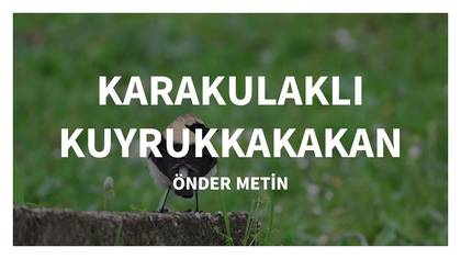 KARAKULAKLI KUYRUKKAKAN