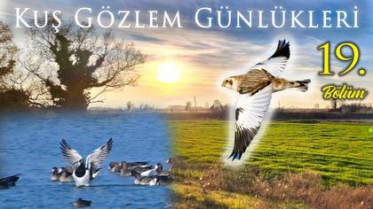 Kuş Gözlem Günlükleri - 19