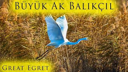 Büyük ak balıkçıl video