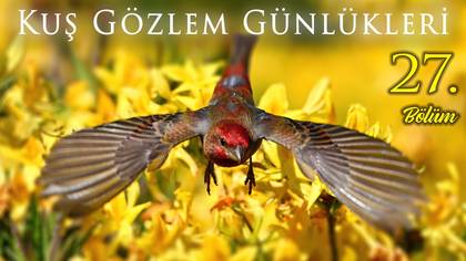 Kuş Gözlem Günlükleri - 27