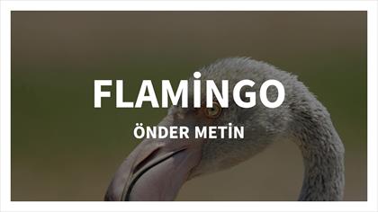 Flamingo