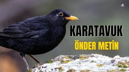 KARATAVUK-ILGIN KUŞLARI