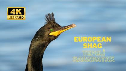 Tepeli Krabatak