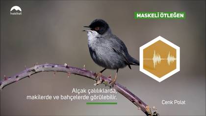 KUŞLARI TANIYALIM 2.BÖLÜM
