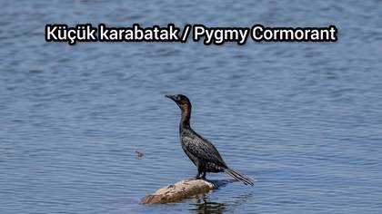 Küçük karabatak