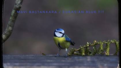 Mavi baştankara
