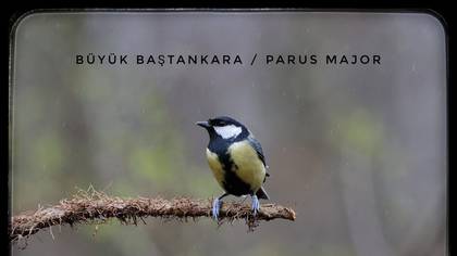 Büyük baştankara