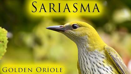 Sarıasma video