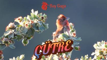 ÇÜTRE