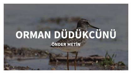 ORMAN DÜDÜKCÜNÜ