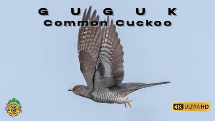 Guguk video