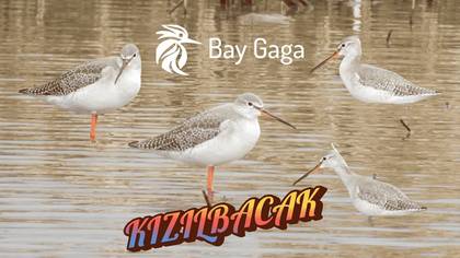 KIZILBACAK (REDSHANK)