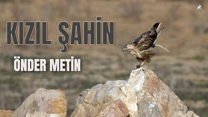KIZIL ŞAHİN ILGIN KUŞLARI