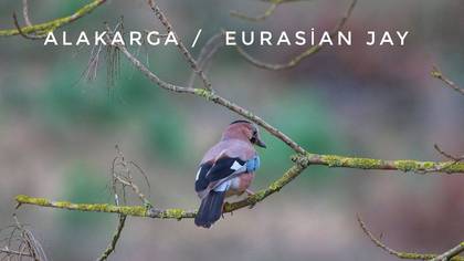 Alakarga