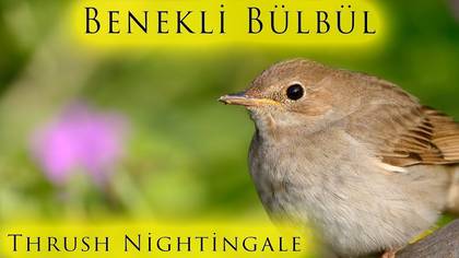 Benekli bülbül video