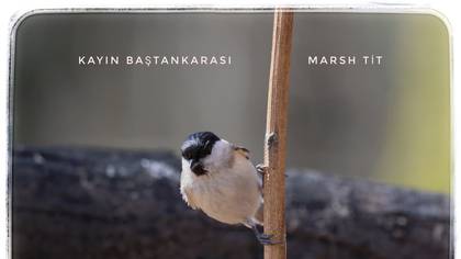 Kayın baştankarası