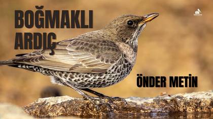 BOĞMAKLI ARDIÇ - ILGIN